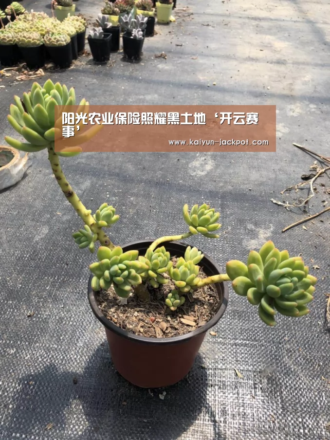 开云入口