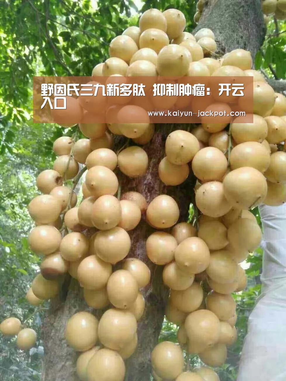 野因氏三九新多肽 抑制肿瘤:开云入口(图2) 开云入口