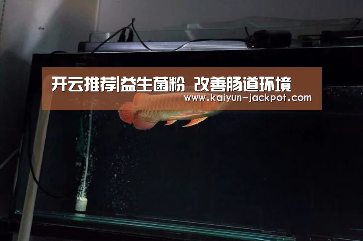 开云推荐|益生菌粉 改善肠道环境(图1) 开云赛事